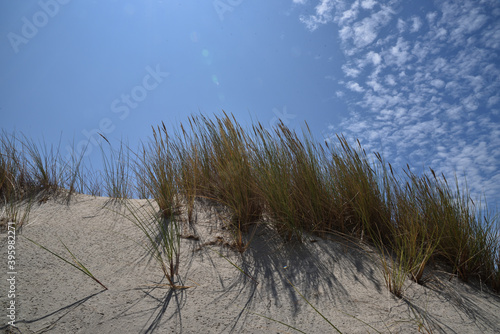 Herbe sur dune