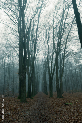 Forest in Autumn, Fog and Rain