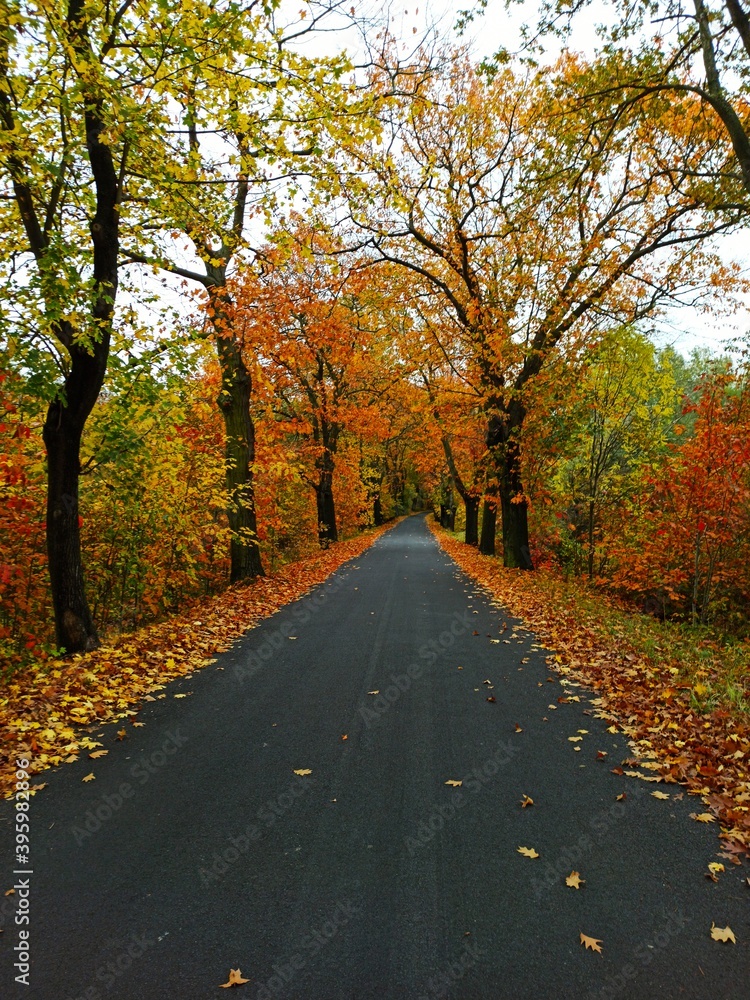 Obraz premium jesienny czas