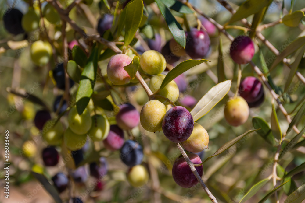 Dark purple and green olives on olive branches with leaves in the field Dark purple and green olives on olive branches with leaves in the field