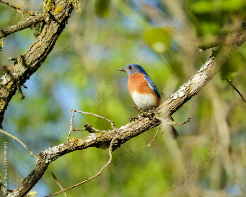 Eastern Bluebird on a Branch