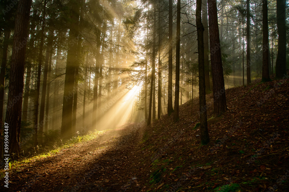 with sun-rays flooded fog forest - dreamlike light and mood with sun-rays flooded fog forest - dreamlike light and mood