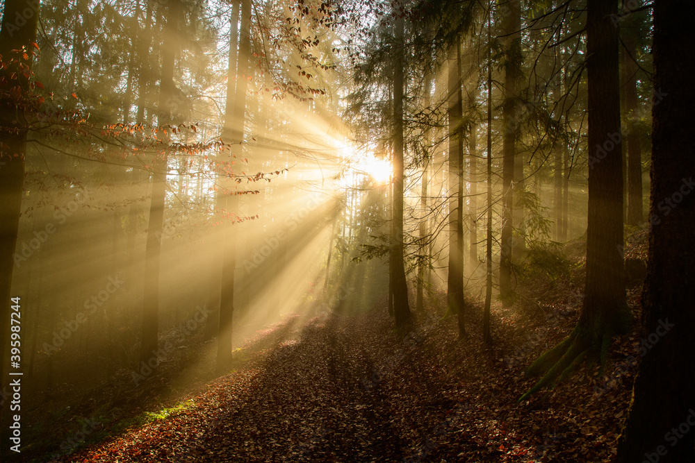 Obraz premium with sun-rays flooded fog forest - dreamlike light and mood