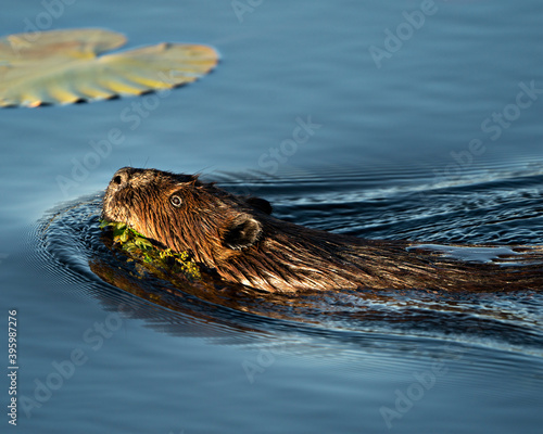 Beaver Stock Photos. Beaver head shot close-up profile view eating grass, displaying head, ears, nose, whiskers with water lily pad background in its habitat and environment Image. Picture. Portrait. 