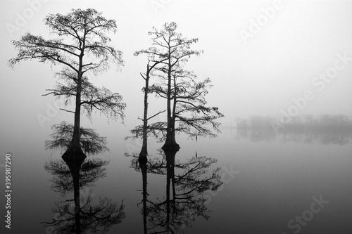 Black and white image of cypress trees reflecting off of calm water and silhouetted by a morning fog