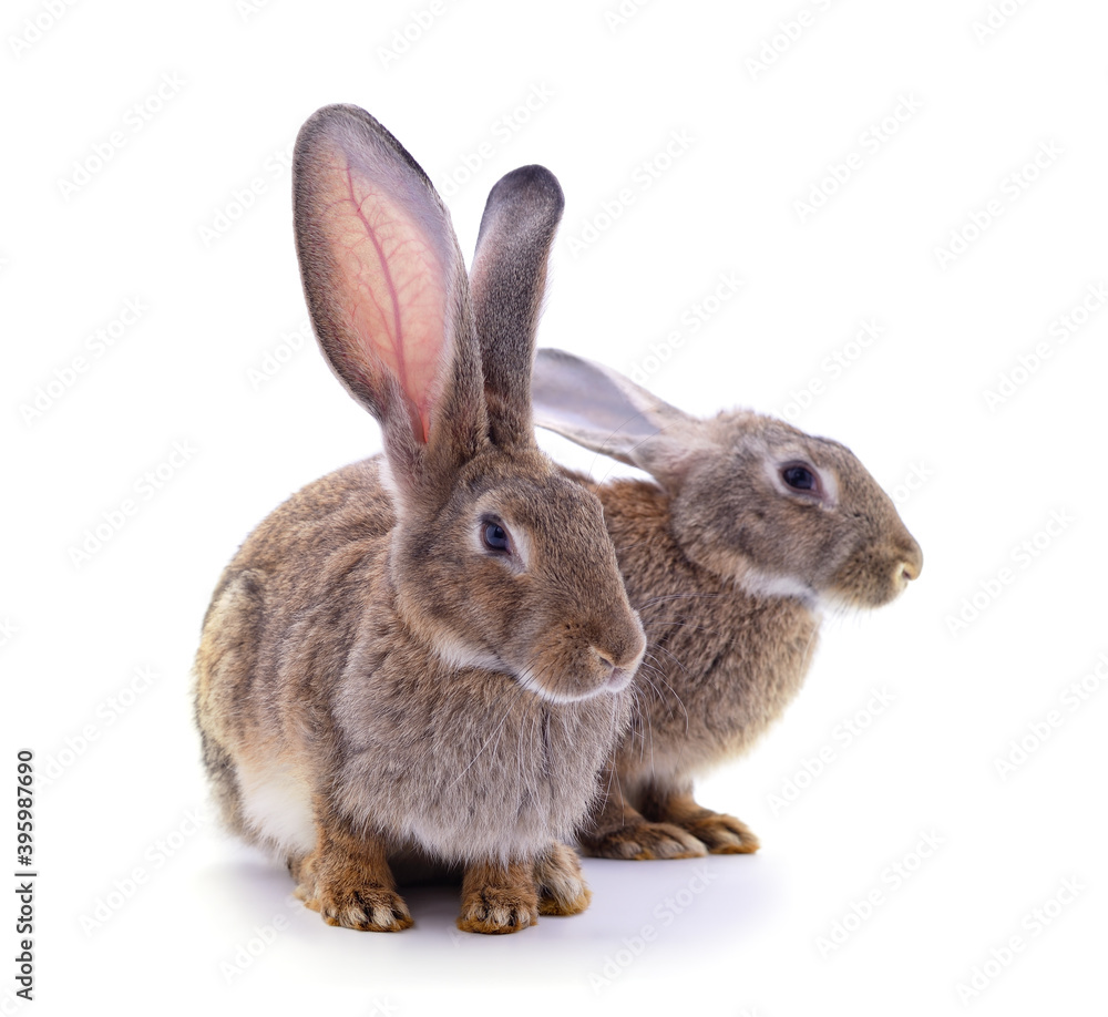 Obraz premium Two little rabbits.