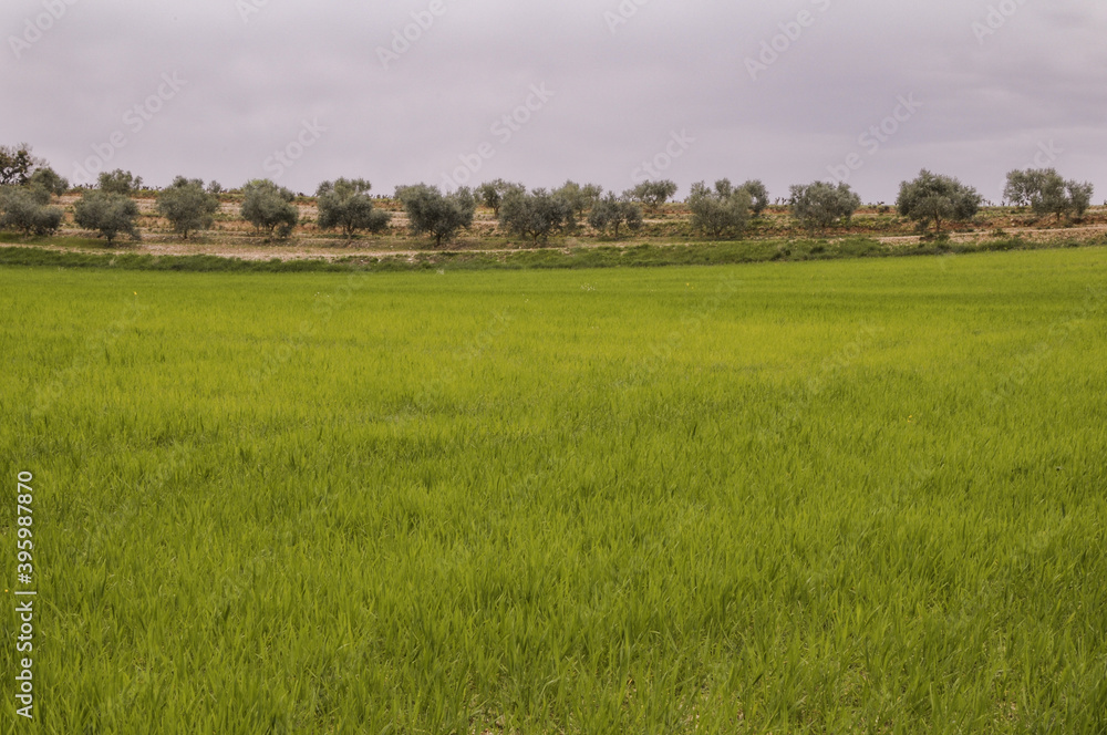 oliviers, olives, paysage de provence 