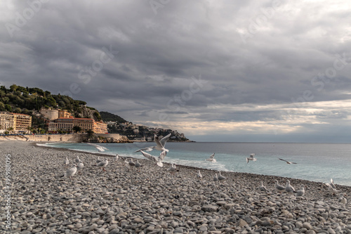 Wallpaper Mural Mouettes et goélands en bord de mer sur une plage de galets de la baie des anges à Nice Torontodigital.ca