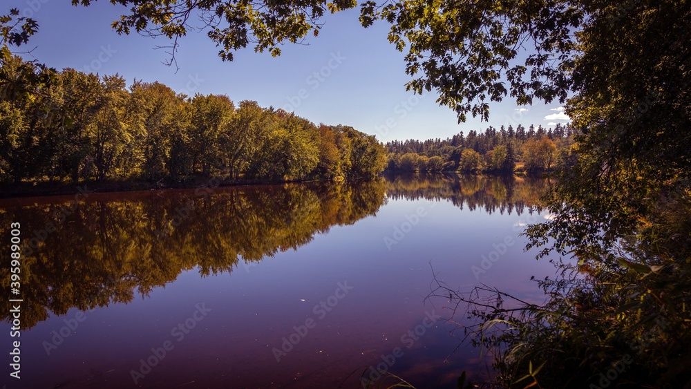 Obraz premium reflection of trees in water