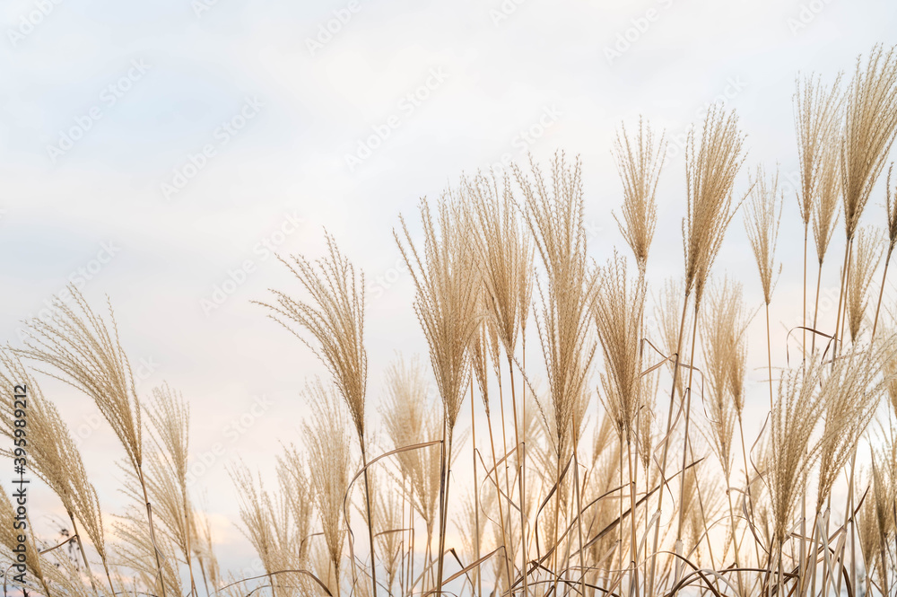 Obraz premium 冬空とススキの穂