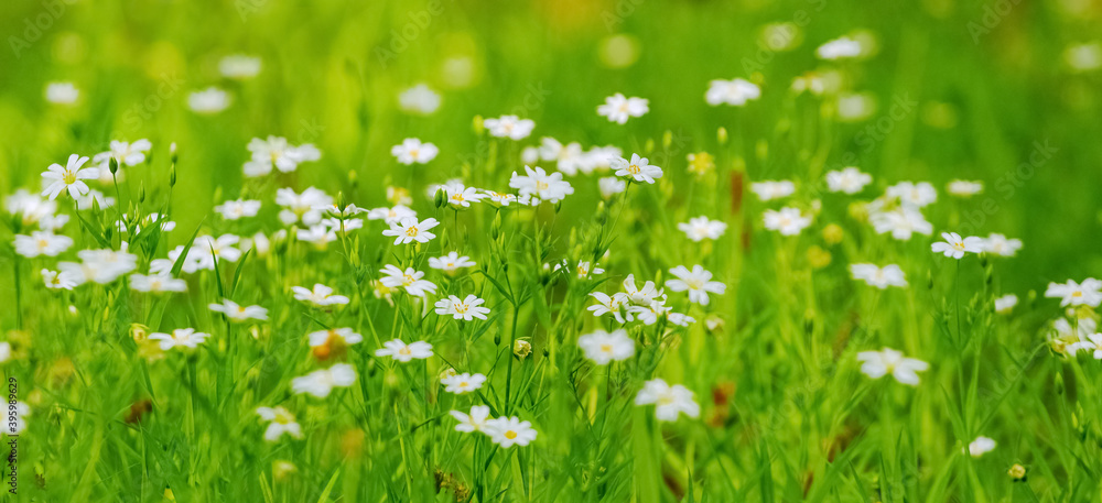 White spring flowers on a meadow among green grass, spring background