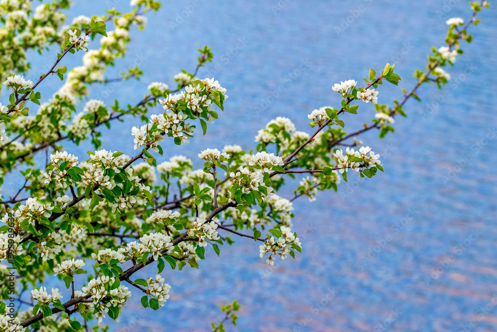 Flowering trees. Pear branch with flowers by the river Flowering trees. Pear branch with flowers by the river
