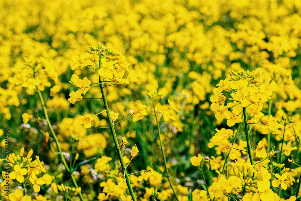 Field with yellow rapeseed flowers, growing rapeseed Field with yellow rapeseed flowers, growing rapeseed