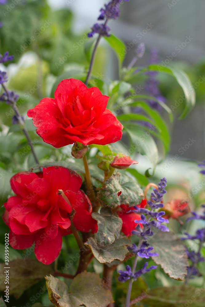 Tuberous Begonia in the garden