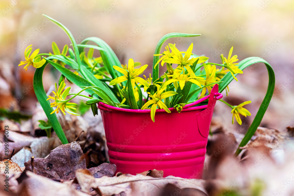 Red decorative bucket with yellow spring flowers among last year's dry leaves Red decorative bucket with yellow spring flowers among last year's dry leaves