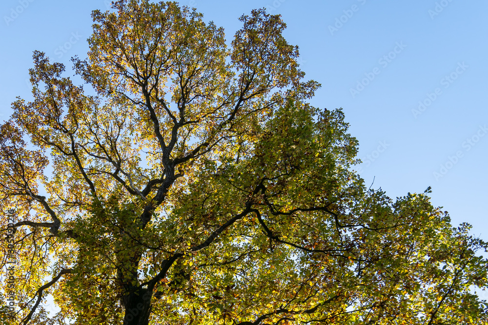 Obraz premium Eiche gegen die Sonne