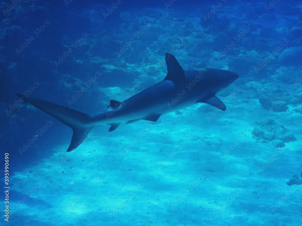 Fototapeta premium Looe Key Diving Sharks, Parrott Fish, and Reefs - oh my!