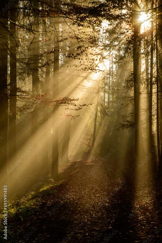 with sun-rays flooded fog forest - dreamlike light and mood