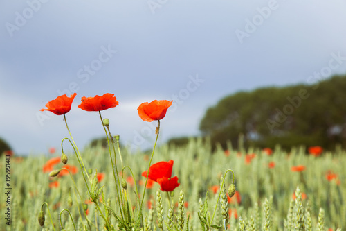 Coquelicots