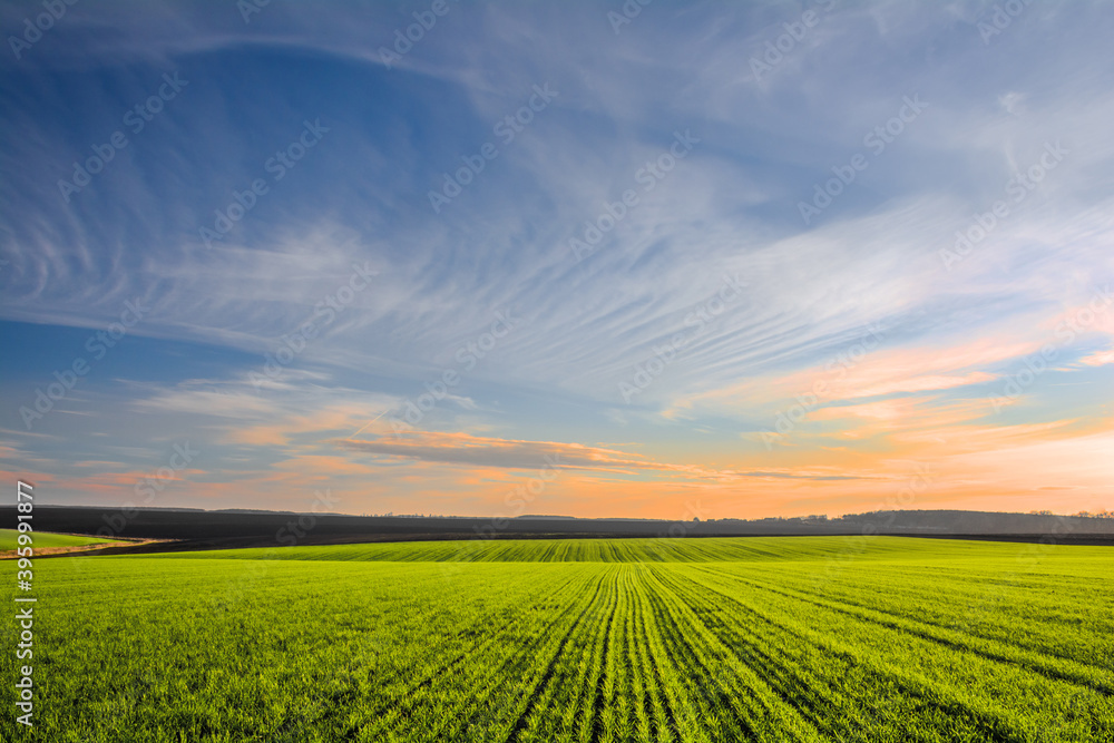 Green field with rows of young wheat sprouts and sky in sunset colors Green field with rows of young wheat sprouts and sky in sunset colors
