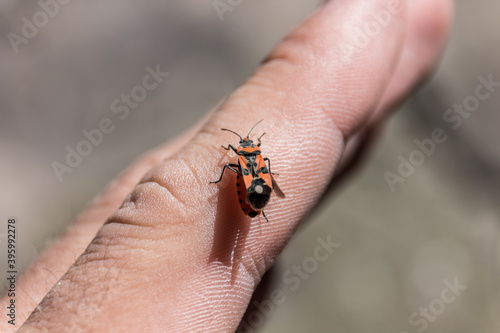 The beetle sits on the finger. Human and nature. Macro photography