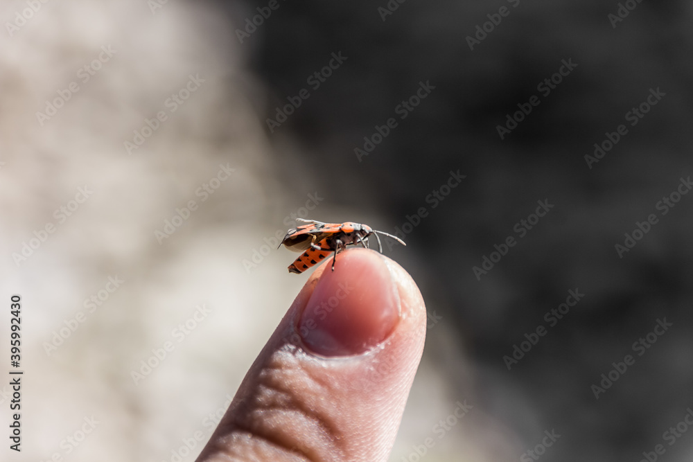 Obraz premium The beetle sits on the finger. Human and nature. Macro photography