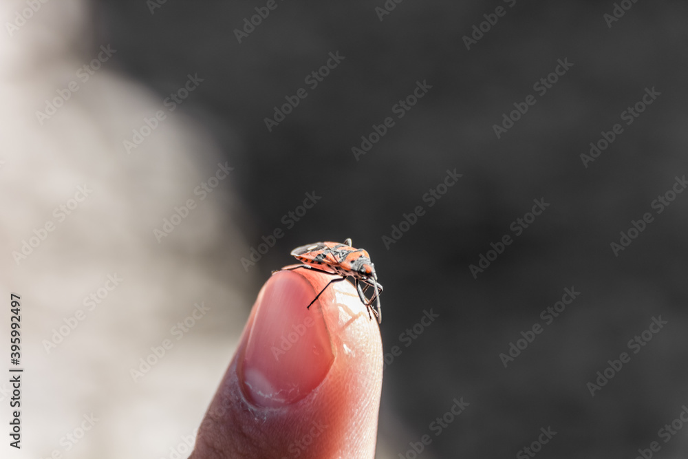 Obraz premium The beetle sits on the finger. Human and nature. Macro photography