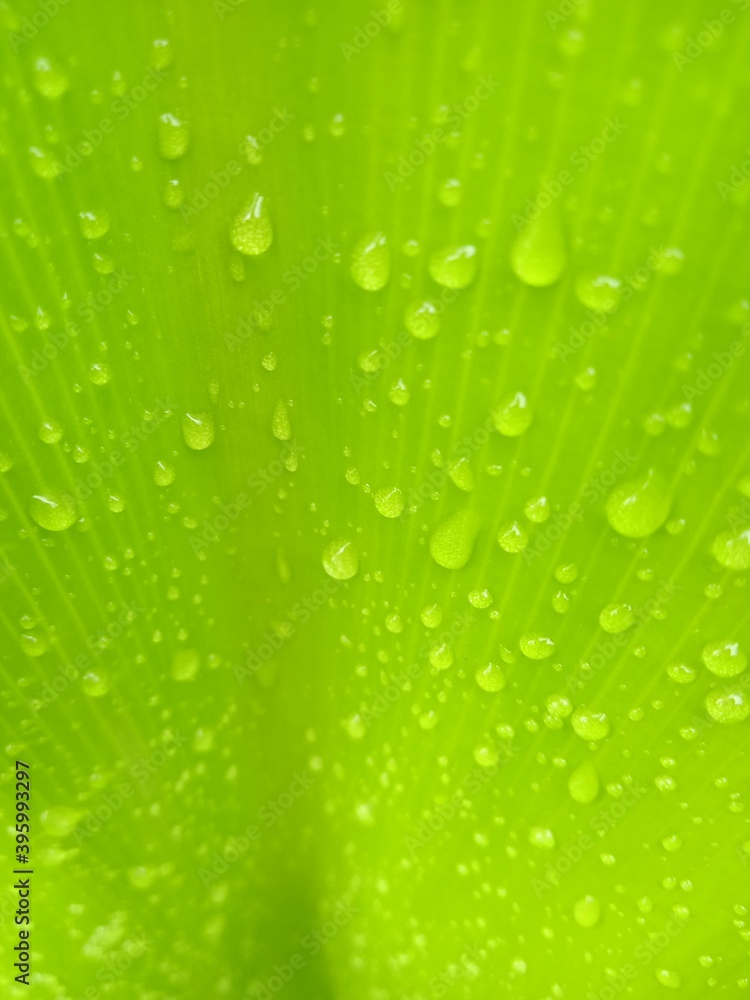 green leaf with water drops