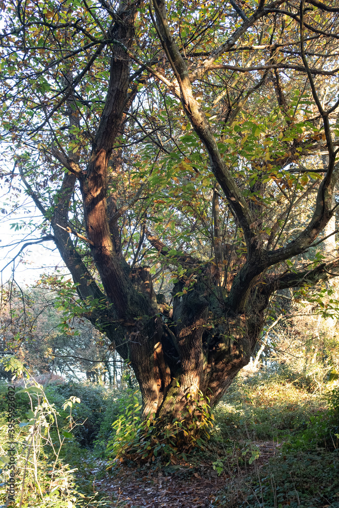 Fototapeta premium Centennial chestnut during autumn in the forest