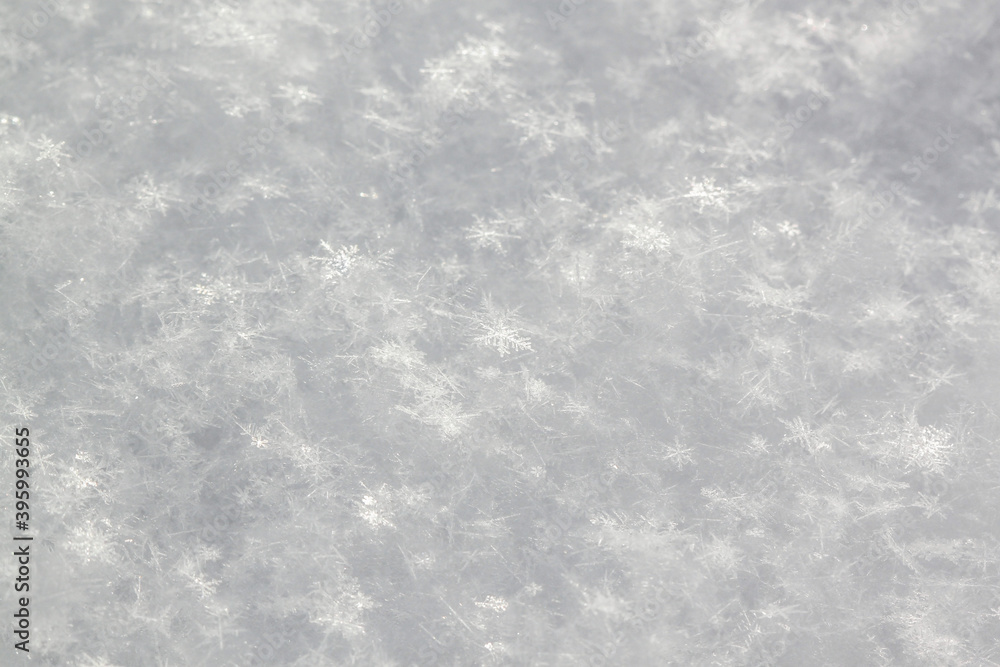 Obraz premium Close up of snow, snowflakes in the Winter in Minnesota. Christmas snow.