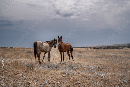 horses on the meadow © EKATERINA