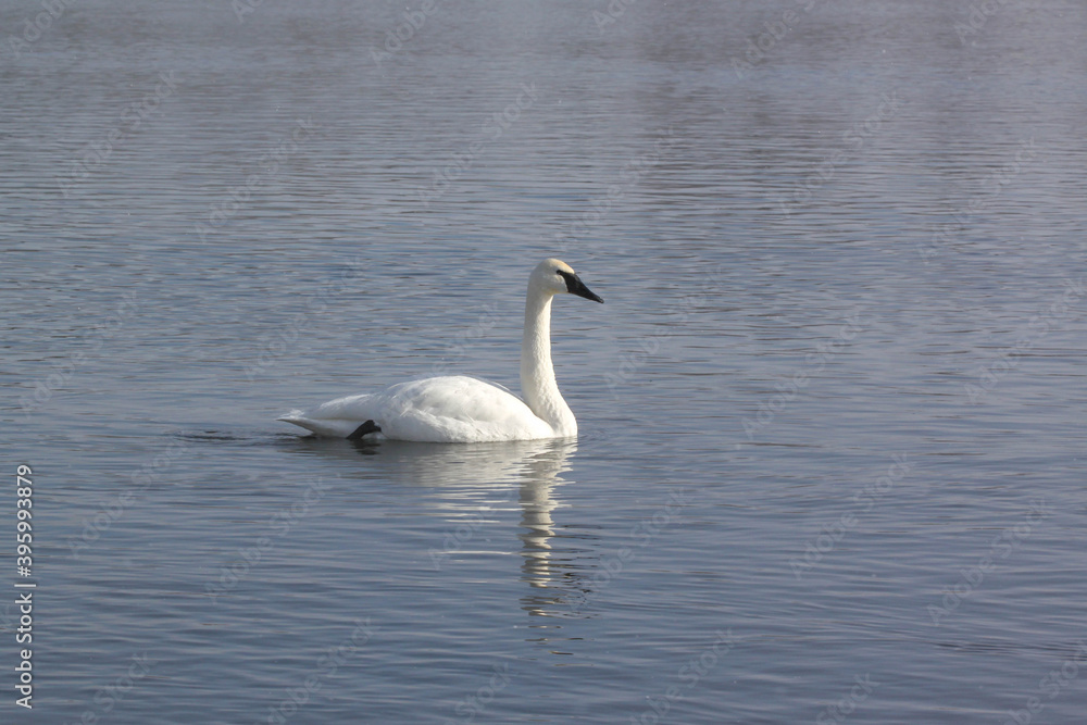 Swans swimming with reflection in Fergus Falls, Minnesota, U.S.A. Swans swimming with reflection in Fergus Falls, Minnesota, U.S.A.