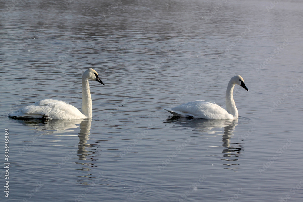 Swans swimming with reflection in Fergus Falls, Minnesota, U.S.A. Swans swimming with reflection in Fergus Falls, Minnesota, U.S.A.