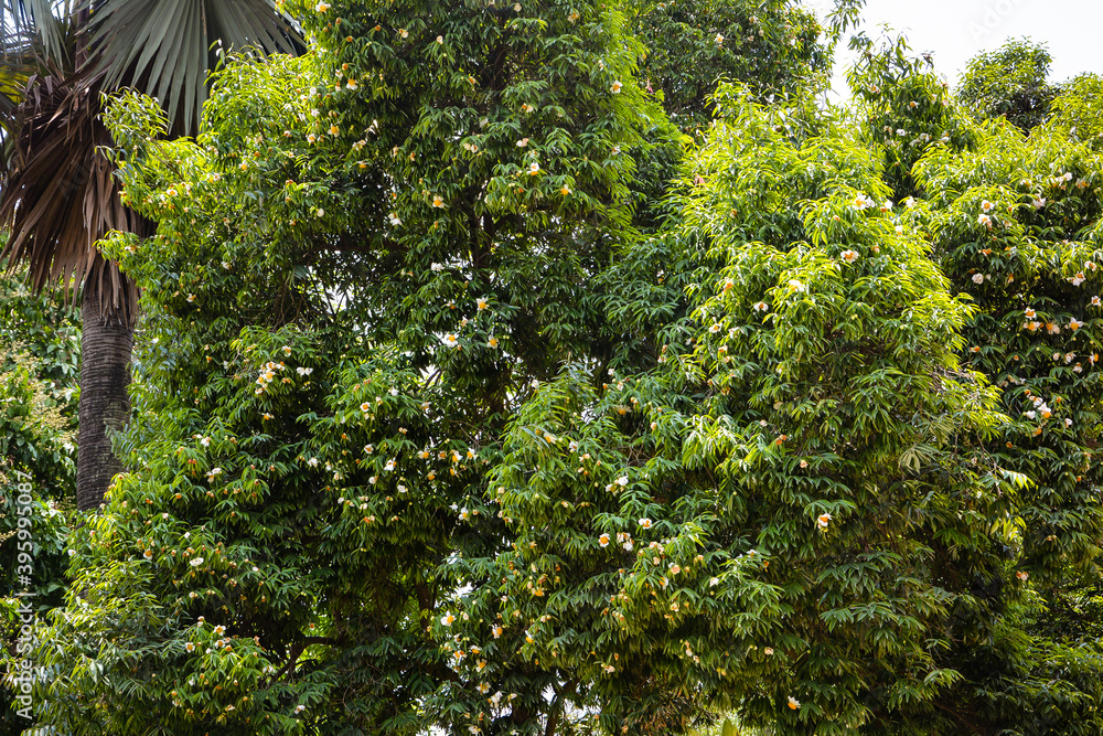 Fototapeta premium The Ceylon ironwood or Indian rose chestnut tree.