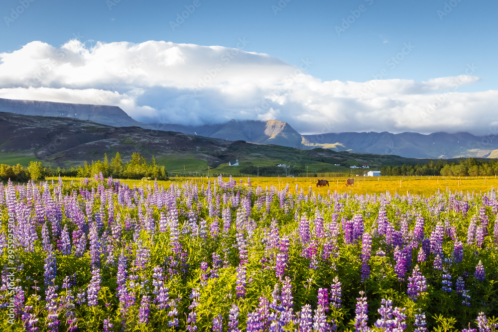 Fototapeta premium Spring landscape flowers Iceland