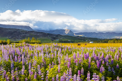 Spring landscape flowers Iceland
