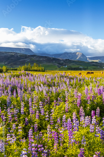 field of flowers in Iceland