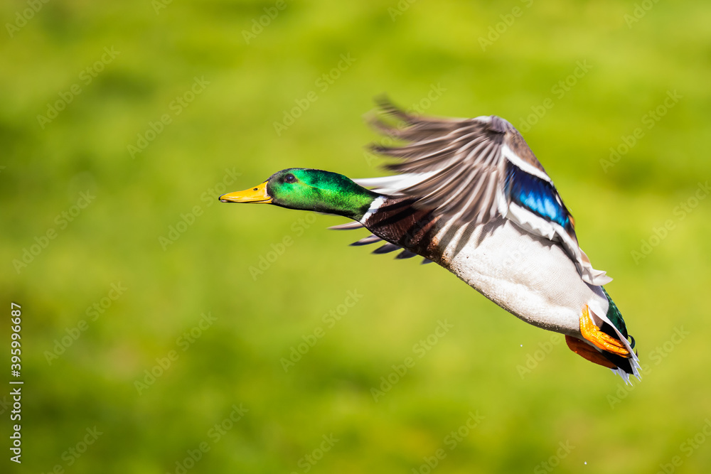 Beautiful Bird In Flight Landing Mallard Duck Image Beautiful Bird In Flight Landing Mallard Duck Image