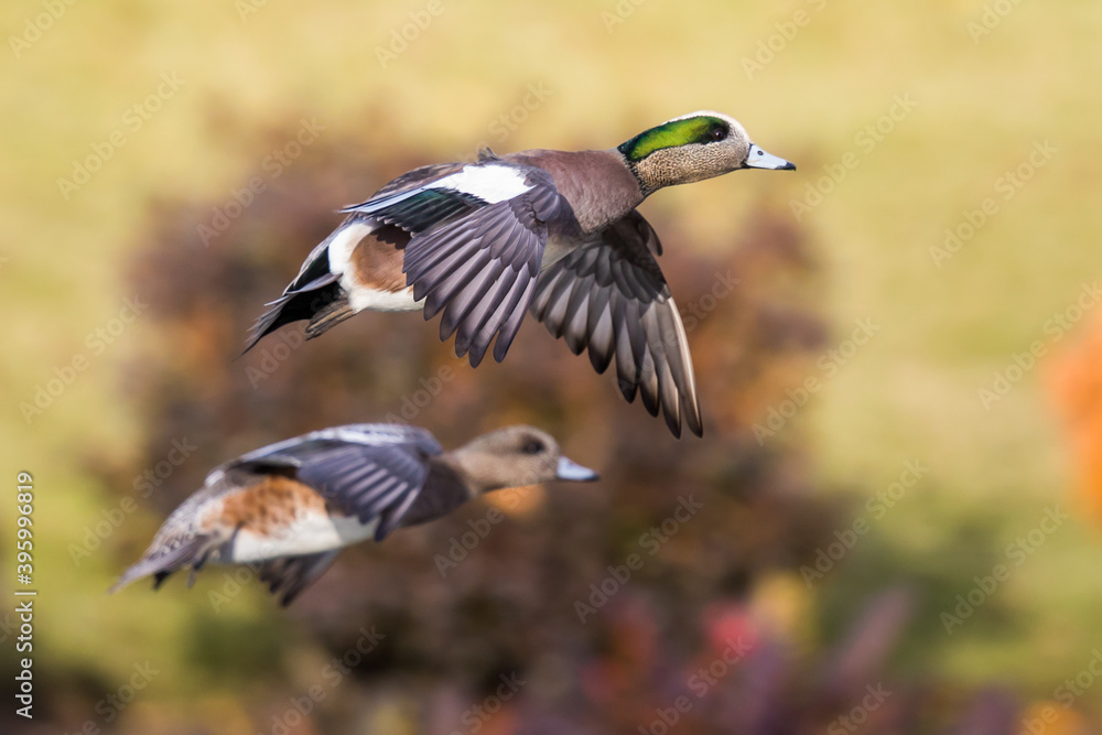Wigeon Drake Male and Hen Duck Landing Against A Shimmering Fall Color Pond Background Wigeon Drake Male and Hen Duck Landing Against A Shimmering Fall Color Pond Background