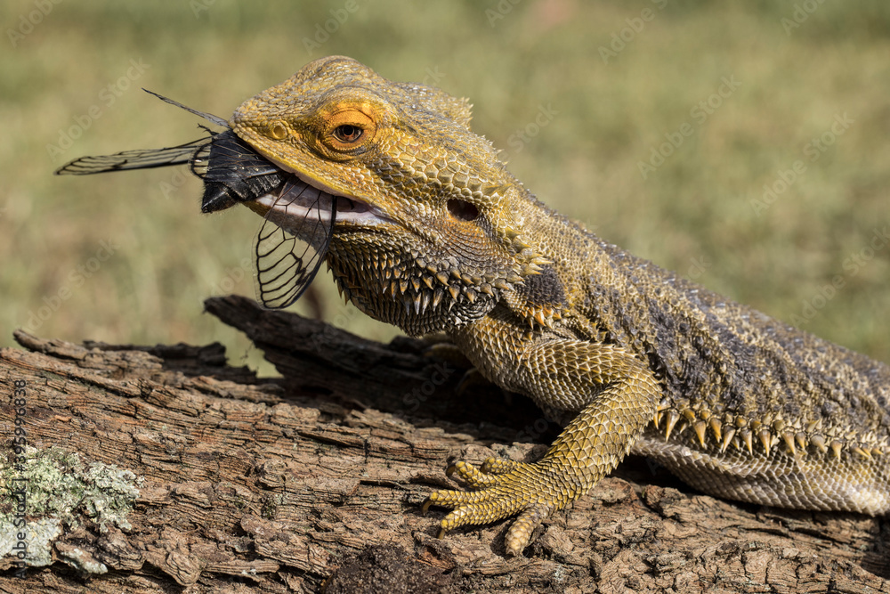 Obraz premium Central Bearded Dragon feeding on Black Prince cicada