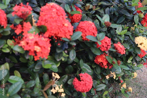 Flower red from Brazil