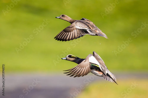 Wigeon Drake Male and Hen Duck Take Off Against A Shimmering Fall Color Pond Background © Jeff Huth