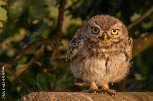Little owl staring out © DFBridgeman