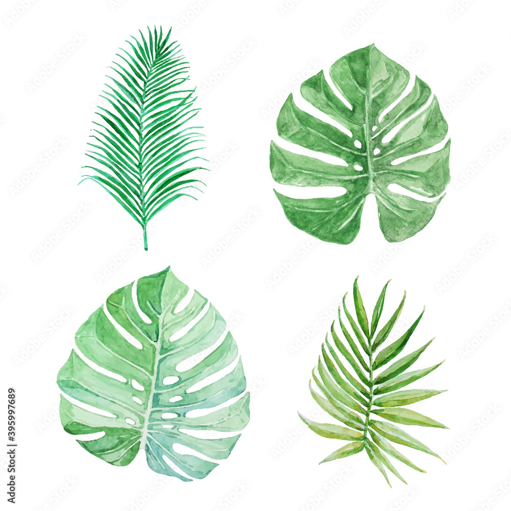 Set of tropical greenery. Vector. Palm's and monstera's leaves. Set of tropical greenery. Vector. Palm's and monstera's leaves.