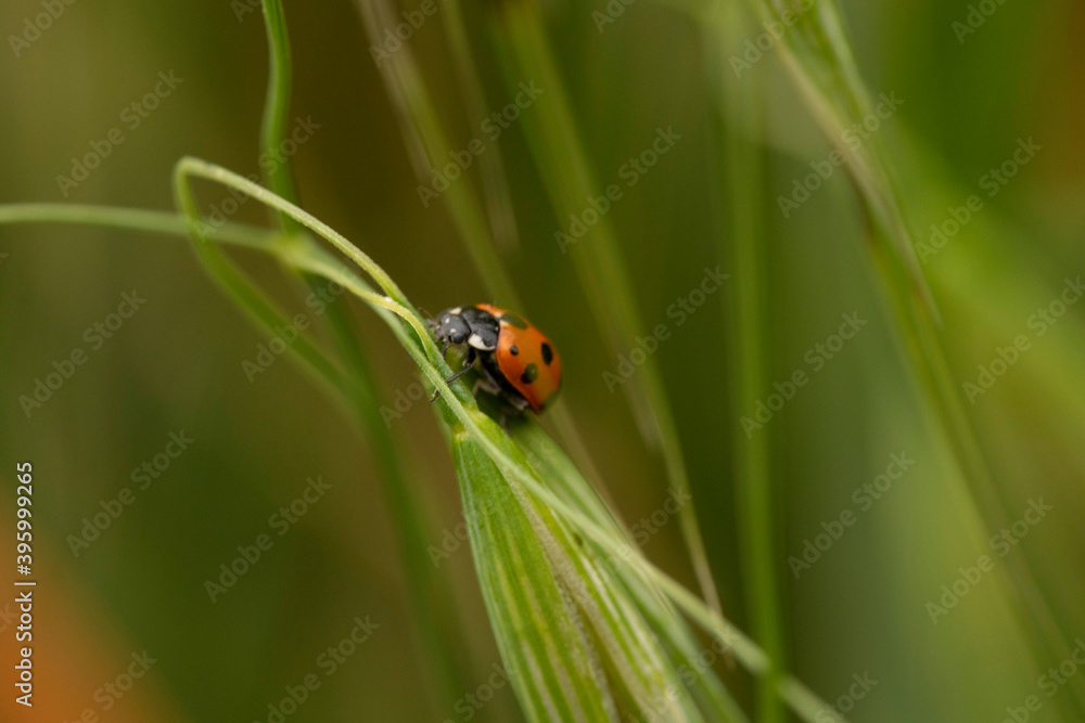 ladybug on grass ladybug on grass