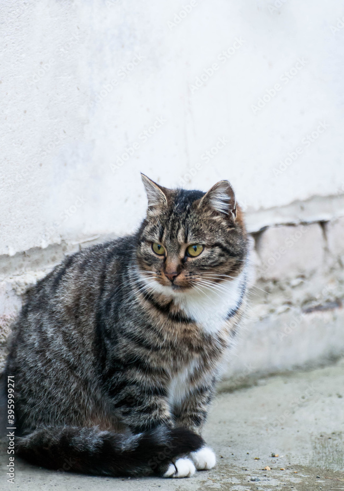 Gray-brown striped cat with a white breast on a gray background.Photo of a tabby cat with a place for an inscription.Home pet.
The cat sits and looks away.Street cat.