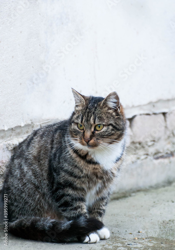 Gray-brown striped cat with a white breast on a gray background.Photo of a tabby cat with a place for an inscription.Home pet. The cat sits and looks away.Street cat. © Tatiana