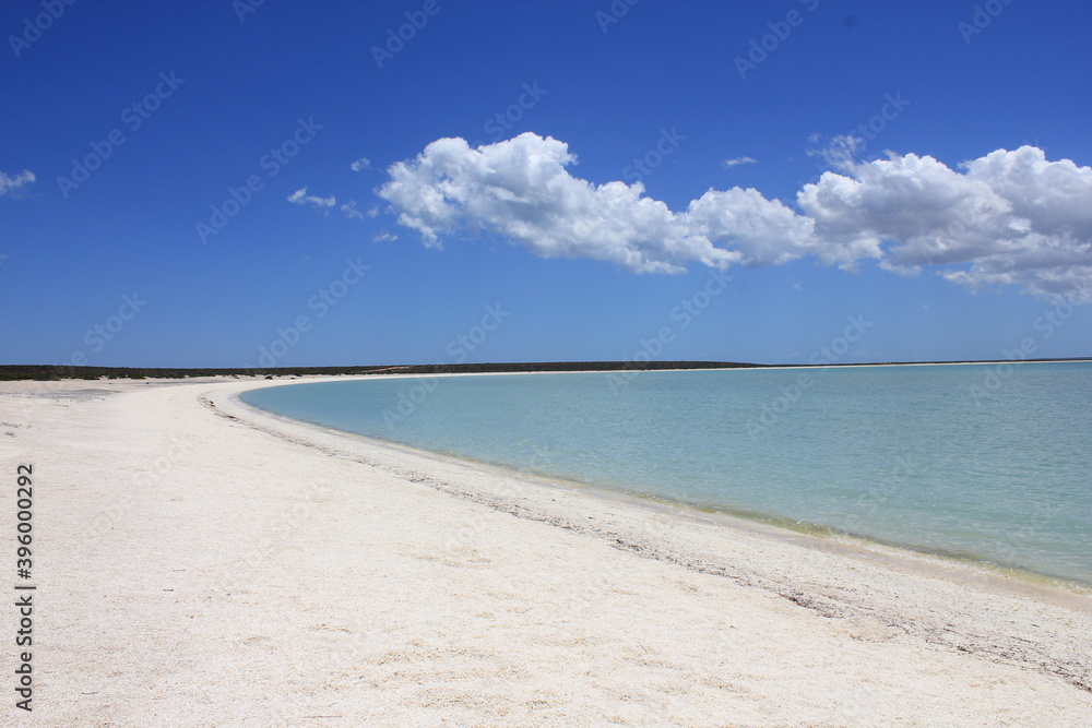 Shell beach in Shark Bay, Western Australia. Beach made of shells instead of sand, because of the high salinity, the mollusc live only for 18 months.