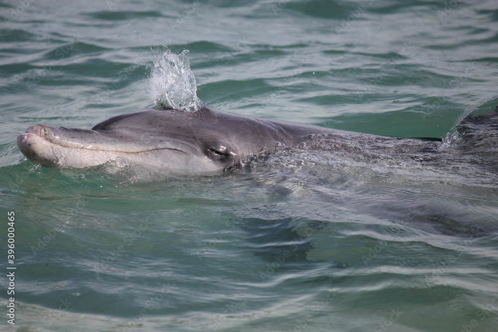 Naklejka premium Indo-Pacific bottlenose dolphin from Monkey Mia, Western Australia