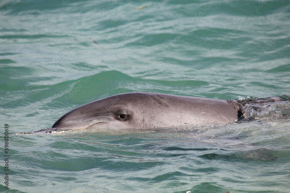 Naklejka premium Indo-Pacific bottlenose dolphin from Monkey Mia, Western Australia